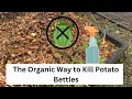 Killing Potato Beetles Naturally With Two Ingredients