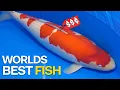 Lagu YOU Gotta See the *BEST KOI FISH* in the WORLD!!