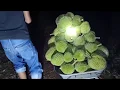 Lagu Panen Si Raja Buah, Menunggu Durian Jatuh Dari Pohon Malam Hari