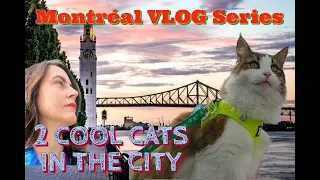 Download 🌆 Montréal Vlog Series 🐈 2 Cool Cats In The City Days #5-6 Mon-Tues 📞 Broken Phone \u0026 Montreal Food🌭 MP3