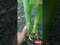 Download Lagu Batang Yang Besar Salah Satu Kunci Sukses Menanam Jagung