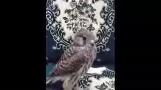 الصقر اليماني يرد على اجمل شيلات ابو حنظله 2018 