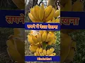 Download Lagu Sapne me kela dekhna । सपने में केला देखने का मतलब #dream #ytshorts #sapne #kela #banana #newshorts