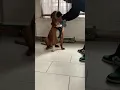 Pitbull And Rottweiler mix 11 month old