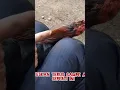 Lagu Cara mengembalikan Mental ayam down (full video di chanel ini)