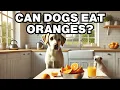 Can Dogs Eat Oranges Explained