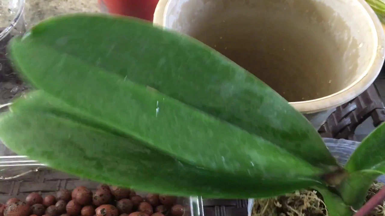 FERNCRAFTS ORCHID BASICS: HOW TO RESCUE A ROOTLESS PHALENOPSIS MAY, 2018