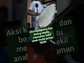 Lagu Sekil tabuh kemprang dan bedug begitu memukau(tanji kudarenggong)