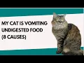MY CAT IS VOMITTING UNDIGESTED FOOD 8 CAUSES