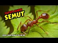 Tafsir Mimpi Semut Erek Erek Semut 2D 3D 4D