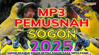 suara pikat burung sogon terbaru kalem tapi pasti