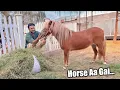 Download Lagu Hum Ne Miniature Horse Ly li😍 Mashallah Bht Piari Hai❤️