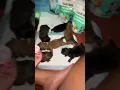 Download Lagu GOAT MILK for DoGs                              https:/vt.tiktok.com/ZSHnTmCg5fY4b-RRdup/