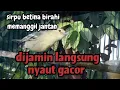 Download Lagu SUARA BURUNG CIPOH BETINA MEMANGGIL JANTAN SANGAT AMPUH MENAIKKAN EMOSI GACOR ‼️ SIRPU JANTAN