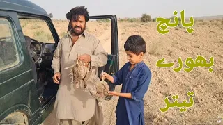 جتنا شکار ملا غیر متوقع ملے کیمرہ مین تیار نہیں تھا Five Brown Partridges Hunting 