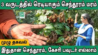 senthooram tree tamil 