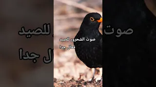 أقوى صوت شحرور للصيد Real Blackbird Call For Hunting 2025 