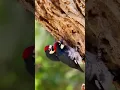 Lagu Woodpecker Pecking Wood | Nature’s Drummer at Work