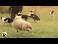 Sheep Plays With Dogs The Dodo