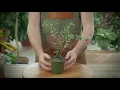 How to Grow and Care for Eucalyptus