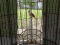 Download Lagu Suara burung brinji kepala tunggir#birds #brinji #shorts #fyp