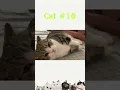 spanking com cat