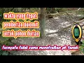 Lagu waktu yang tepat pemberian dolomit untuk pohon durian dan beberapa manfaatnya