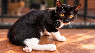No siente su pata trasera. Su veterinario dice que hay que amputarla.