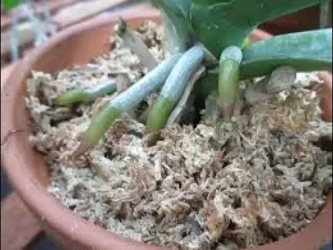 CÓMO USAR EL MUSGO SPHAGNUM PARA ORQUÍDEAS CORRECTAMENTE
