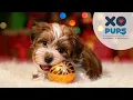 The Best Holiday Happiness Comes In Furry Packages