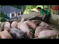 How to raise pigs for sale. A source of income to build your dream home in the countryside. Ep 399