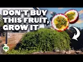 Download Lagu Passion Fruit: The Expensive Fruit That's EASY To Grow