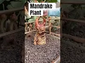 Download Lagu Screaming Mandrake Plant Close Up Harry Potter #harrypotter #mandrake #viral