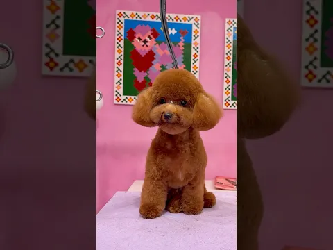 Bedazzling this poodle