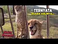 Beginilah Suara Cheetah yang Sebenarnya! Bukannya Mengaum Malah...
