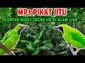 Download Lagu salah satu mp3 yang diburu pemikat cucak ijo di alam liar