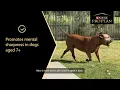 Watch Nitro s Story - PRO PLAN BRIGHT MIND Dog Food