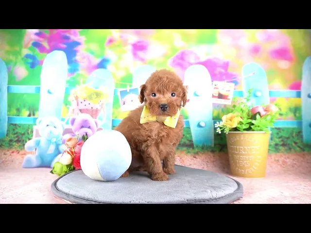 動画