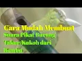 Download Lagu Cara membuat Suara Pikat - BurungTakur/Kukoh dari Bambu