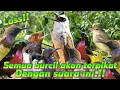 Download Lagu SUARA PIKAT BURUNG KECIL RIBUTT‼️|| PALING AMPUH 100% BERHASIL🔥+SUARA AIR VOL.3