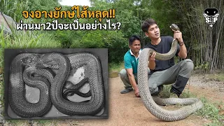 SEP.105 จงอางยักษ์ไส้หลุด!! ผ่านมา2ปีจะเป็นอย่างไร?