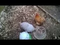 Pekin bantams