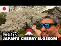 Download Lagu Imperial Palace Cherry Blossom | TOKYO'S SAKURA 🇯🇵