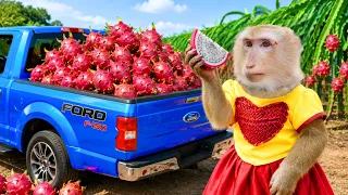 Hungry Monkeys YaYa and Shally Dream About Dragon Fruit 🙉