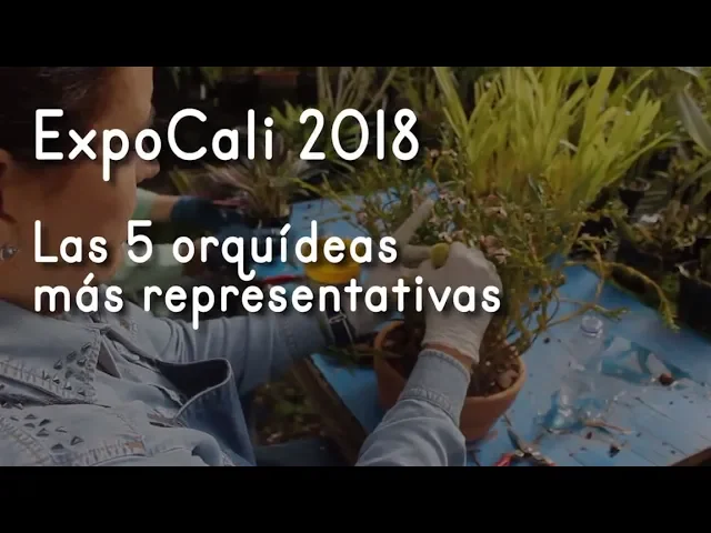GALERÍA: ORQUÍDEAS MÁS REPRESENTATIVAS DE EXPOCALI 2018