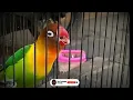 Download Lagu Masteran Lovebird Jantan Birahi Lanjut Bunyi.. Masteran Ampuh Cetak Dobelan \u0026 Minor