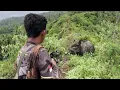 Download Lagu Berburu babi hutan di atas bukit | Kamumuan |  Wild Boar Hunting |