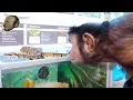 MonkeyBoo Visits PetSmart SNAKE ENCOUNTER