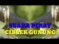 Download Lagu ⭕SUARA PIKAT CIBLEK GUNUNG
