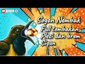 Download Lagu MASTERAN SOGON‼️ FULL TEMBAKAN PLECI DAN BREM CIGUN PANJANG #sogon #sogongacor #sogokontong 